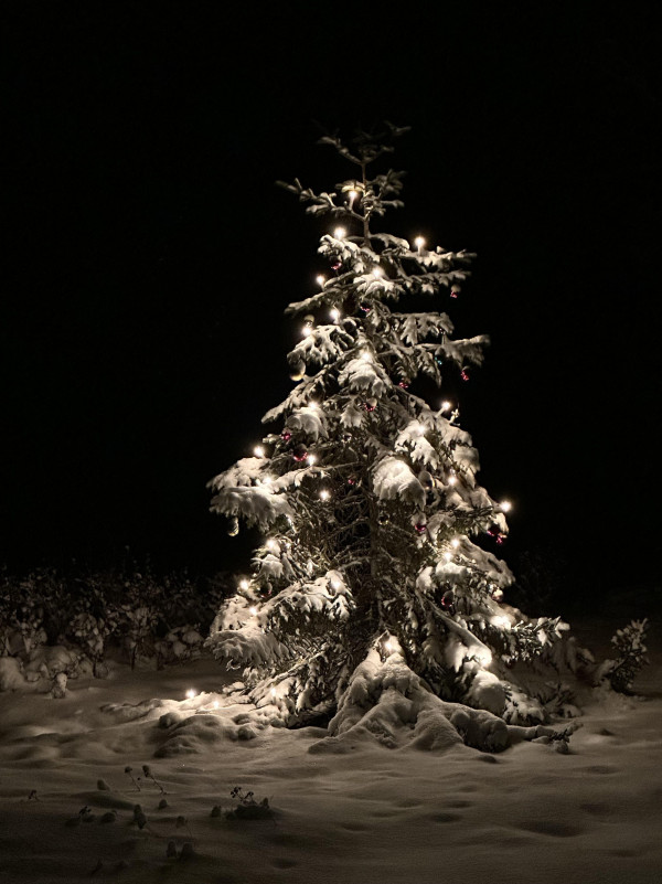 Christmastree2023