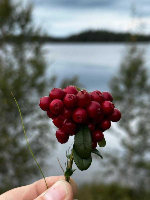 lingonberries
